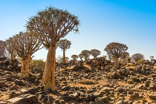 800px-Quiver_Tree_Forest_Namibia